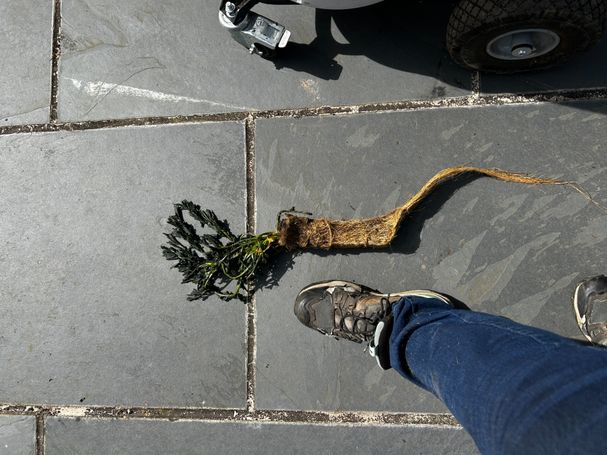 Plant next to foot