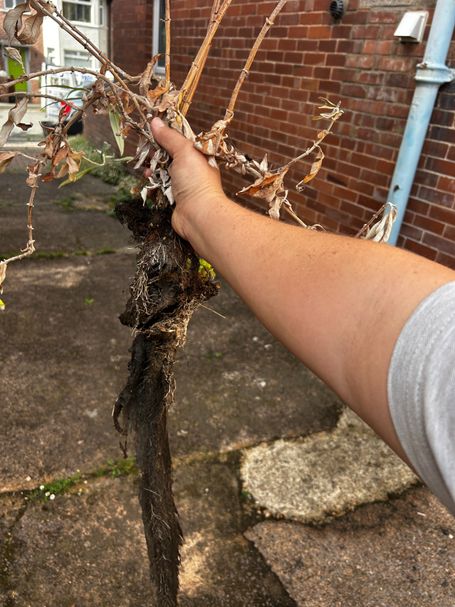 plant in hand