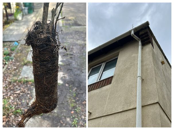 WEED NEXT TO THE DOWNPIPE IT WAS REMOVED FROM
