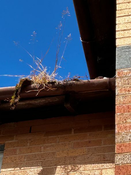 weed in gutter