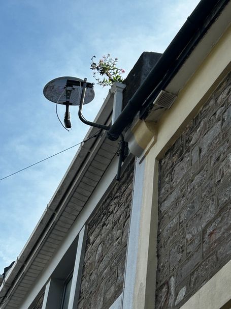 side of house with plant growing out of downpipe and gutter