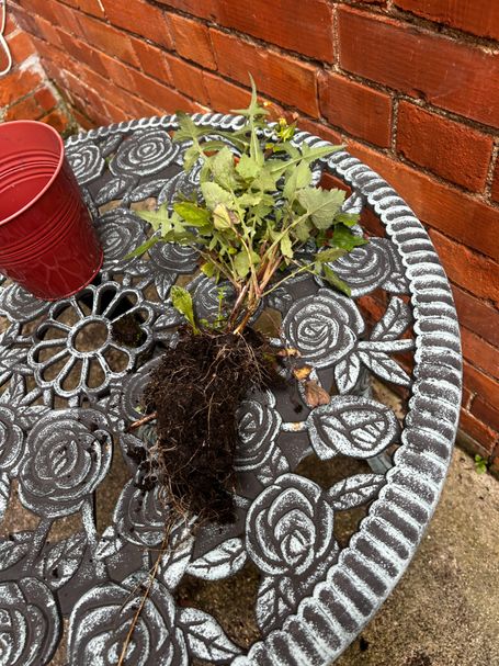 plant on a table