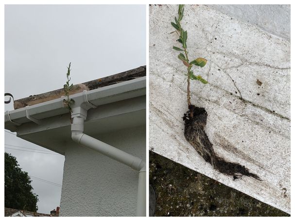 weed in downpipe of gutter and a picture of the weed and root system once removed