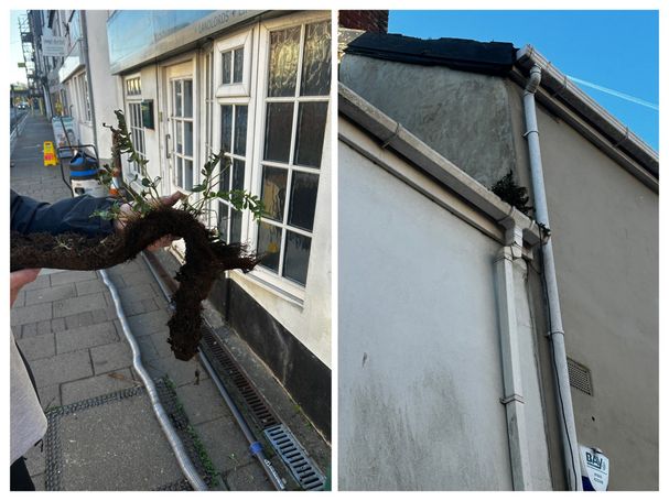 gutter, weed
