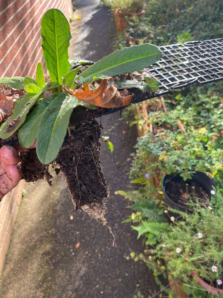 plant growing through guard