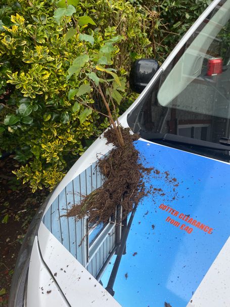 plant on a van