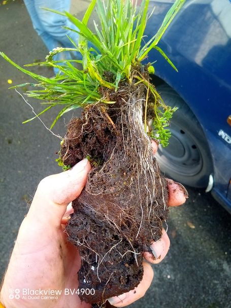 weed and roots in soil held in hand