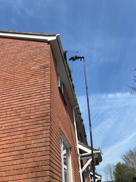 weed in gutter on house