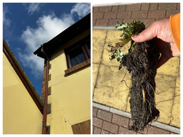 house window gutter weed