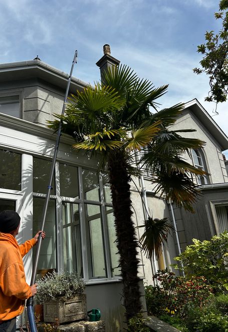 palm tree, house, conservatory, man with pole